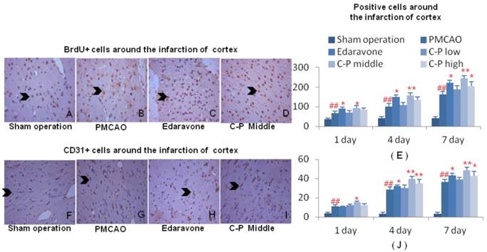 Int J Biol Sci Image