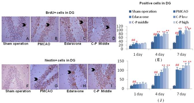 Int J Biol Sci Image