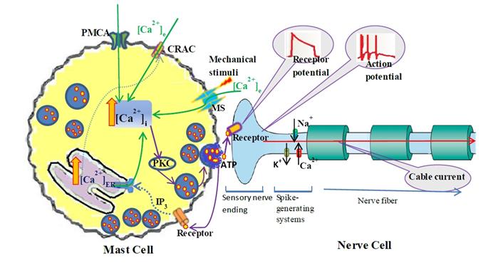 Int J Biol Sci Image