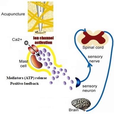 Int J Biol Sci Image