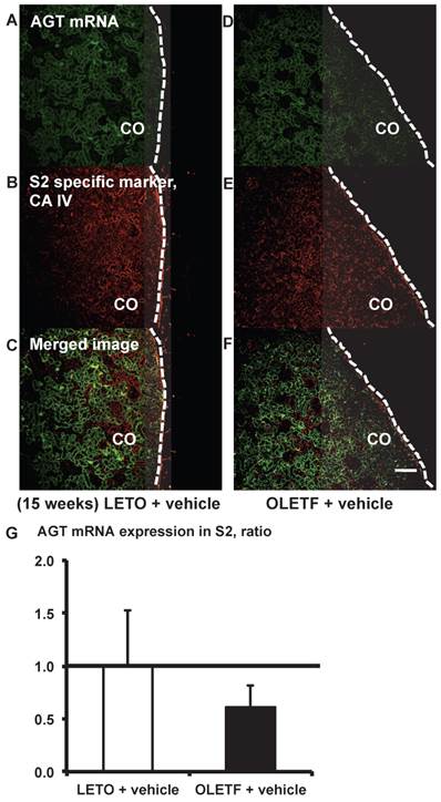 Int J Biol Sci Image