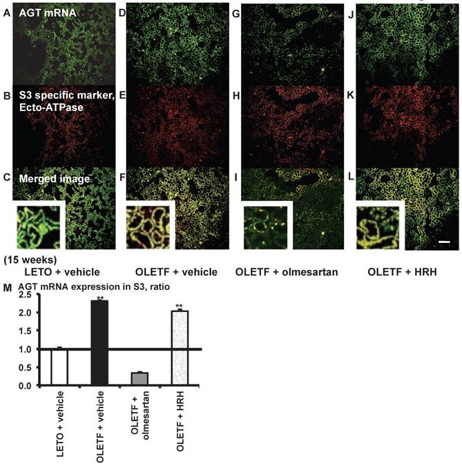 Int J Biol Sci Image