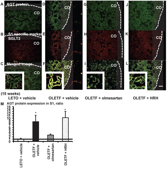 Int J Biol Sci Image