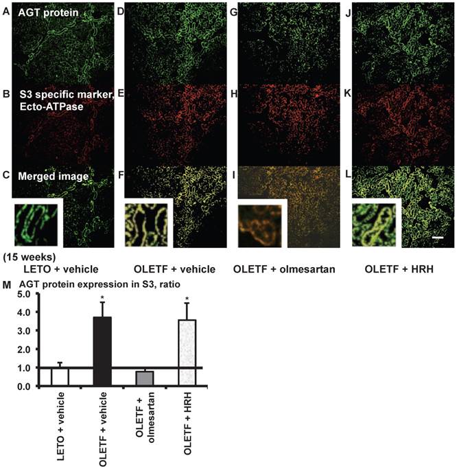 Int J Biol Sci Image