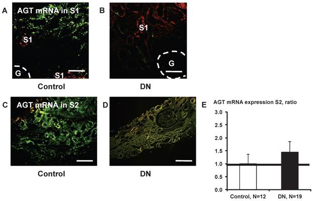 Int J Biol Sci Image