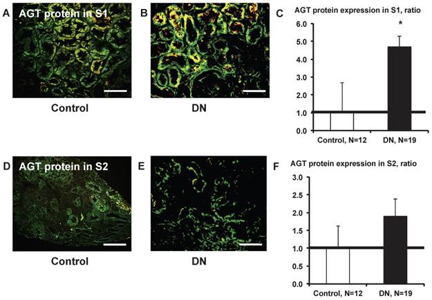 Int J Biol Sci Image