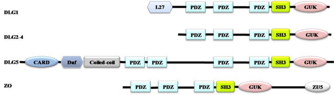 Int J Biol Sci Image