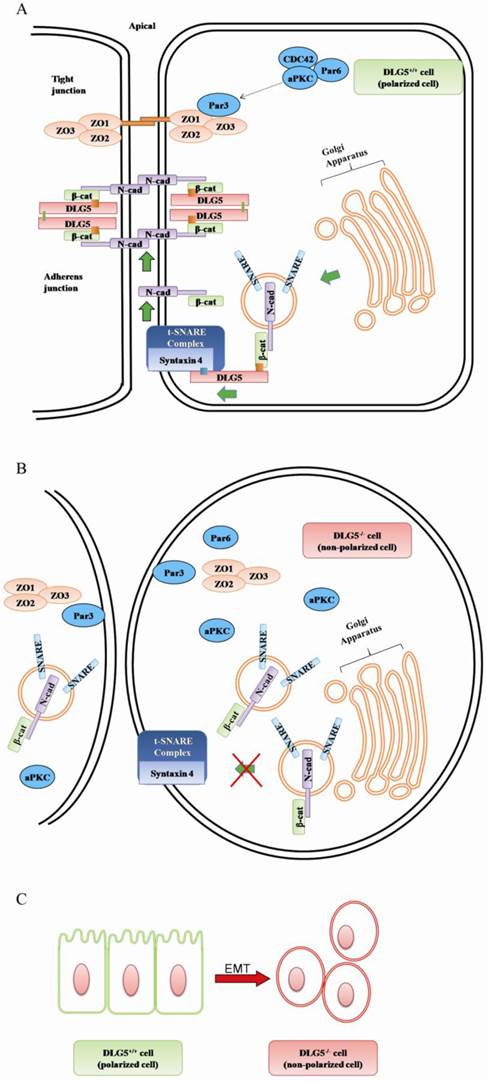 Int J Biol Sci Image