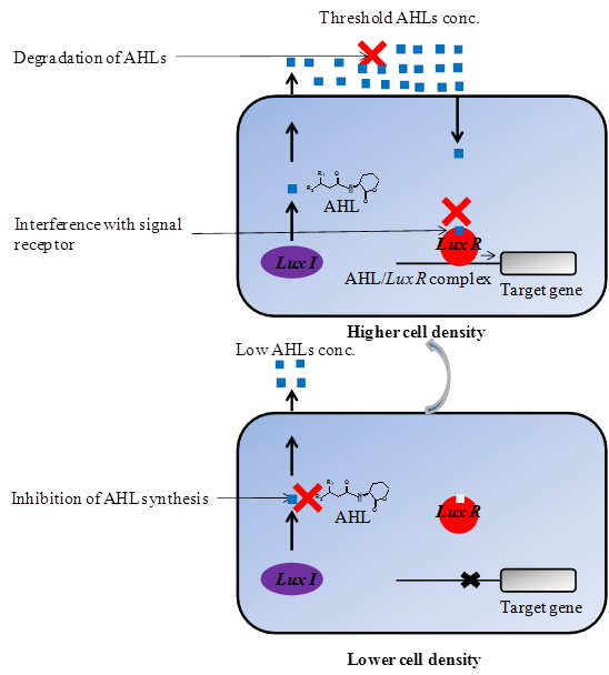 Int J Biol Sci Image