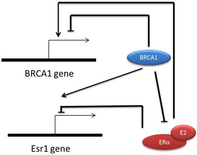 Int J Biol Sci Image