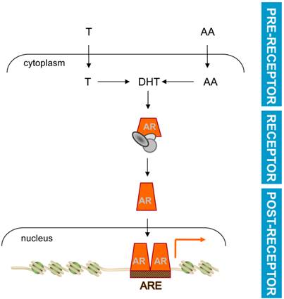 Int J Biol Sci Image