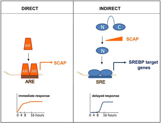 Int J Biol Sci Image