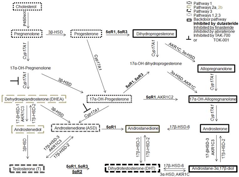 Int J Biol Sci Image