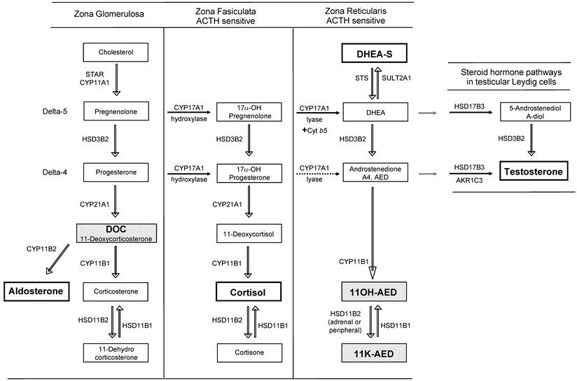 Int J Biol Sci Image