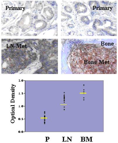 Int J Biol Sci Image