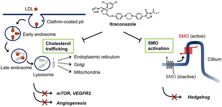 Int J Biol Sci Image