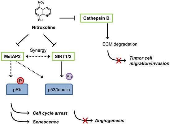 Int J Biol Sci Image