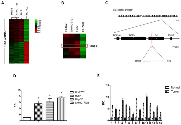 Int J Biol Sci Image