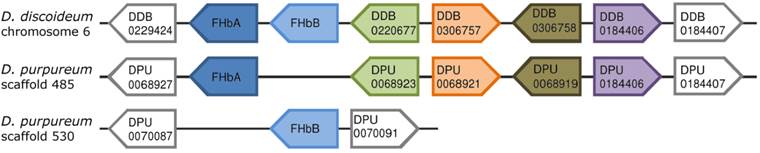 Int J Biol Sci Image