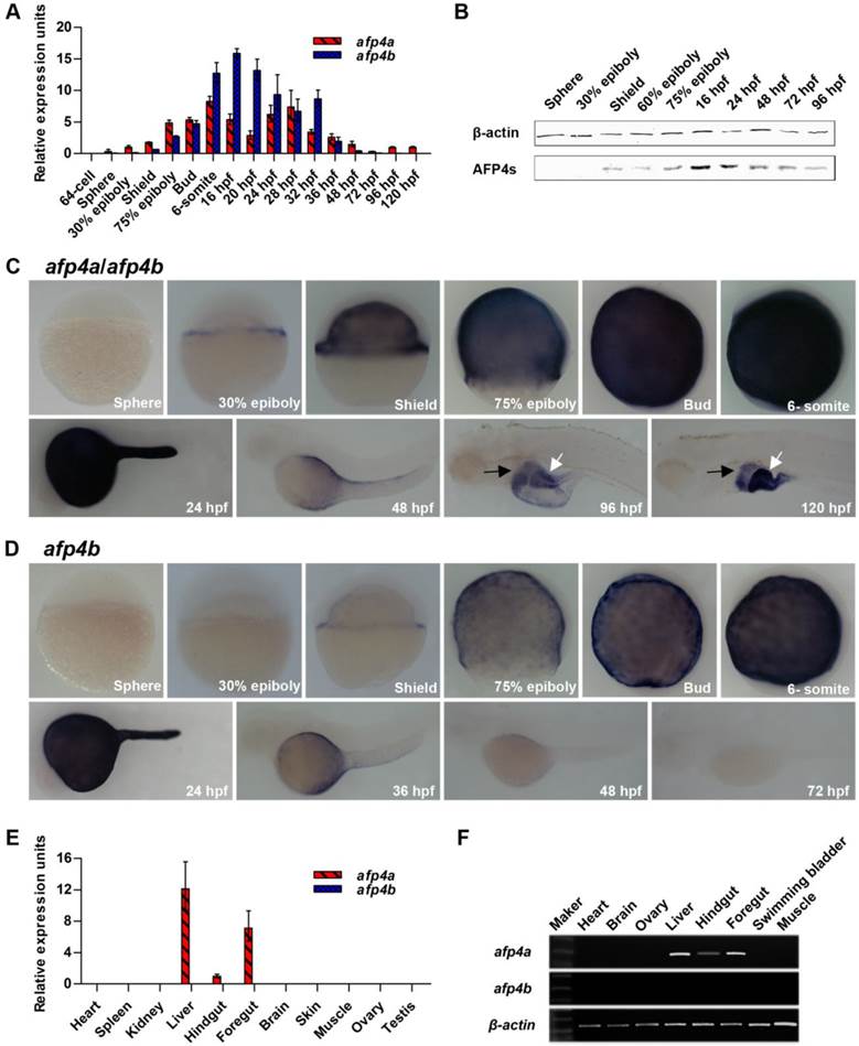 Int J Biol Sci Image