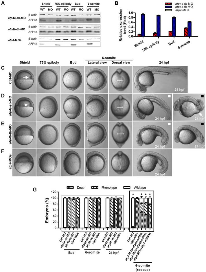 Int J Biol Sci Image