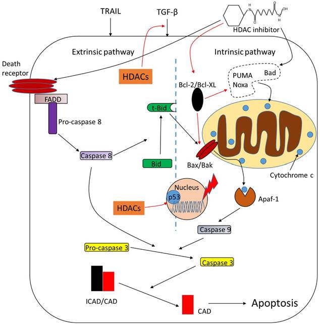 Int J Biol Sci Image