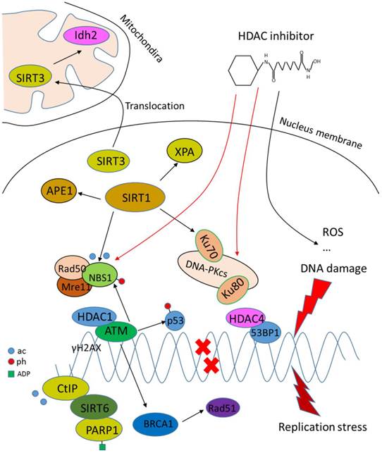 Int J Biol Sci Image