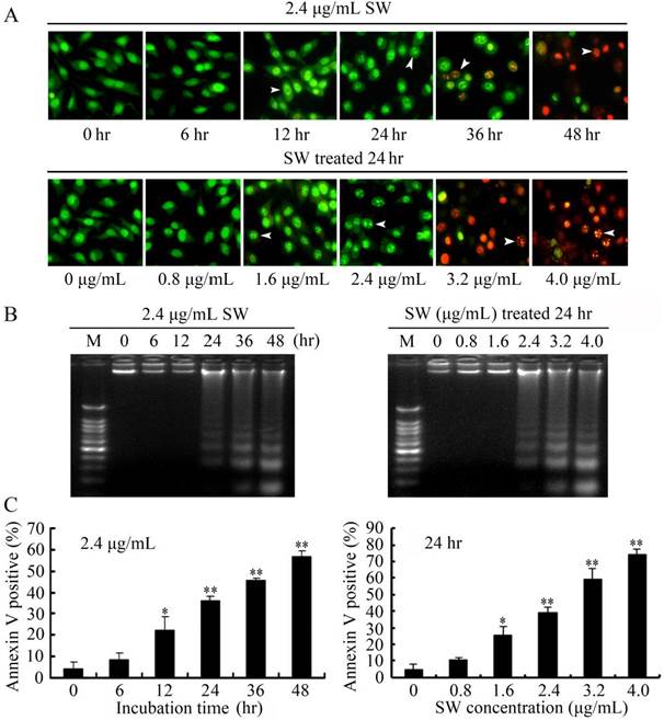 Int J Biol Sci Image