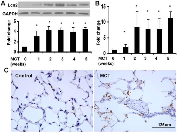 Int J Biol Sci Image