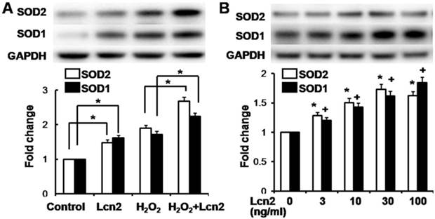 Int J Biol Sci Image