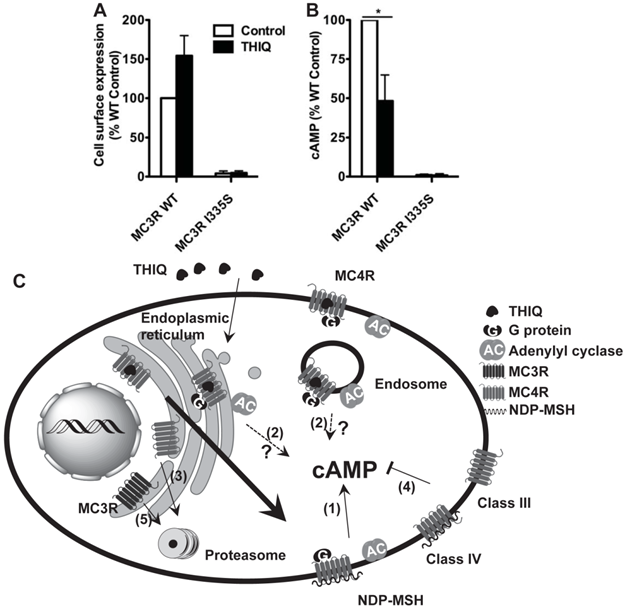 Int J Biol Sci Image