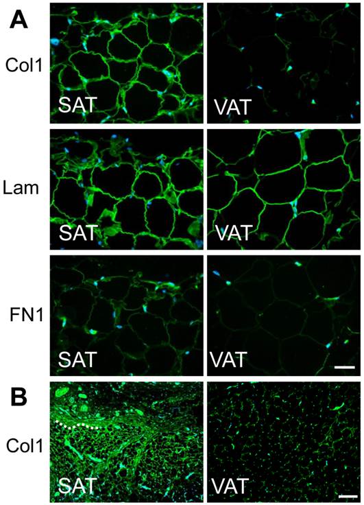 Int J Biol Sci Image