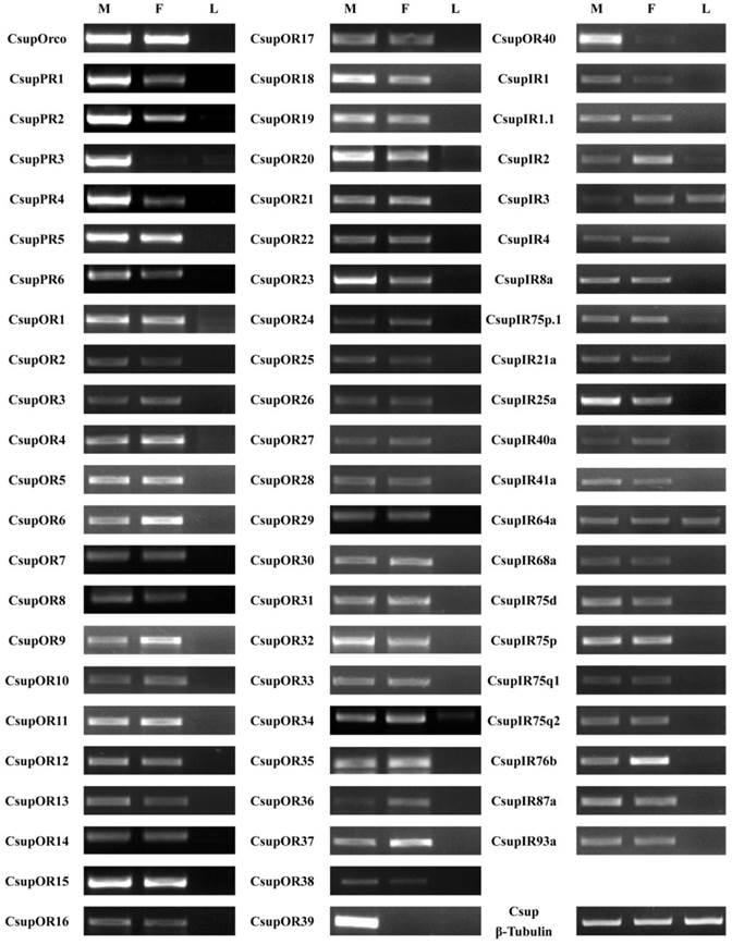 Int J Biol Sci Image