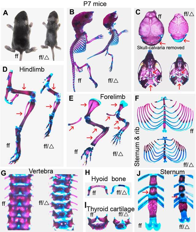 Int J Biol Sci Image