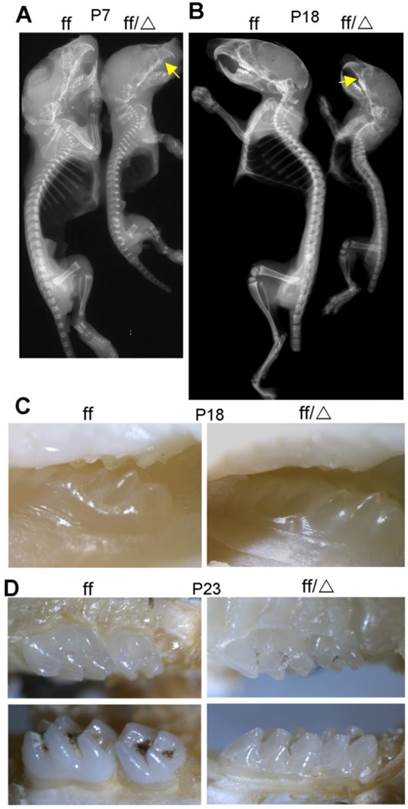 Int J Biol Sci Image