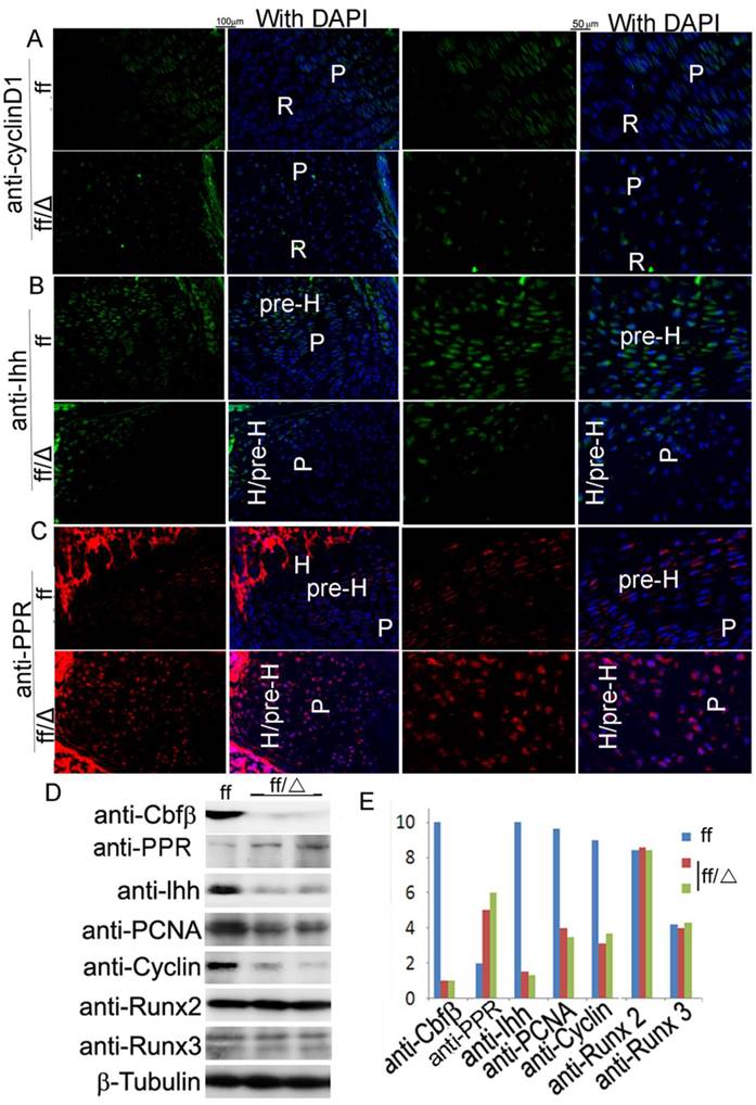 Int J Biol Sci Image