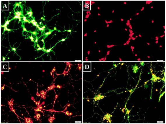 Int J Biol Sci Image