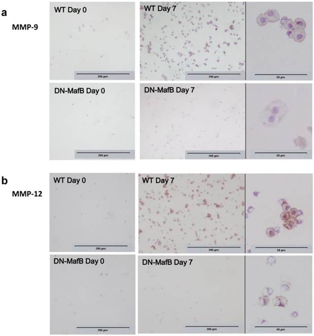 Int J Biol Sci Image