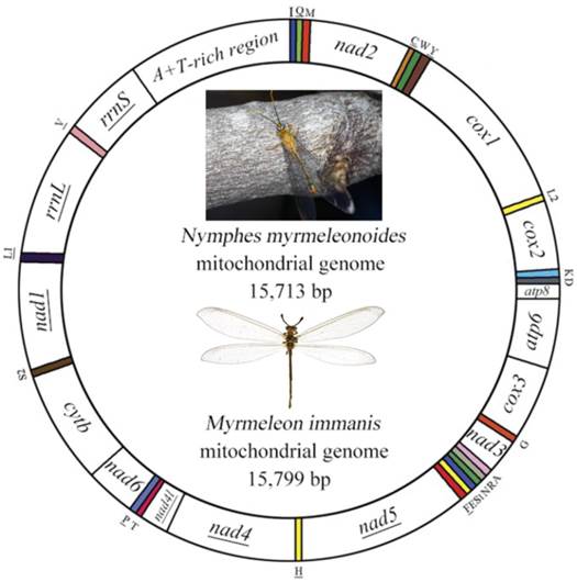 Int J Biol Sci Image