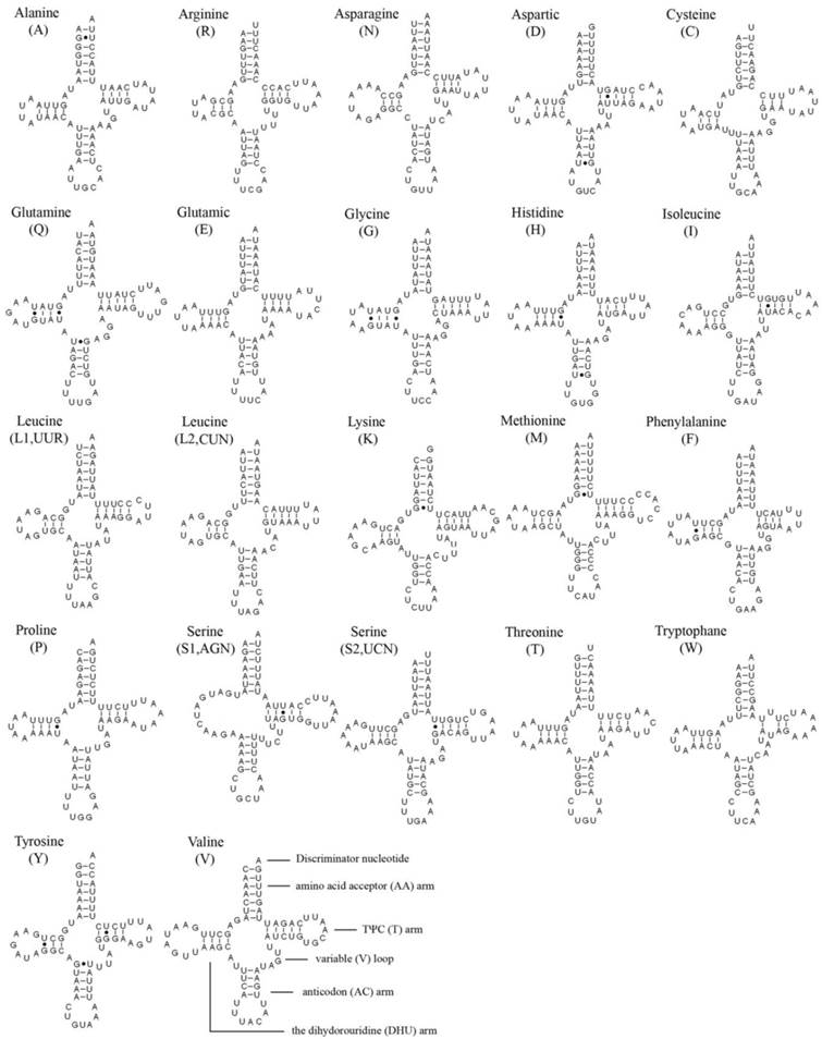 Int J Biol Sci Image