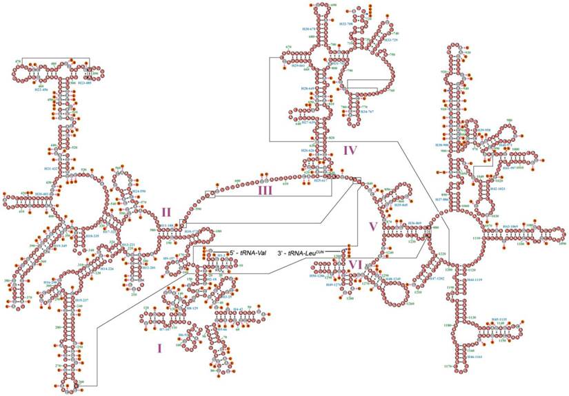 Int J Biol Sci Image