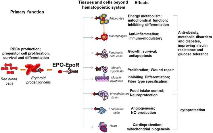 Int J Biol Sci Image