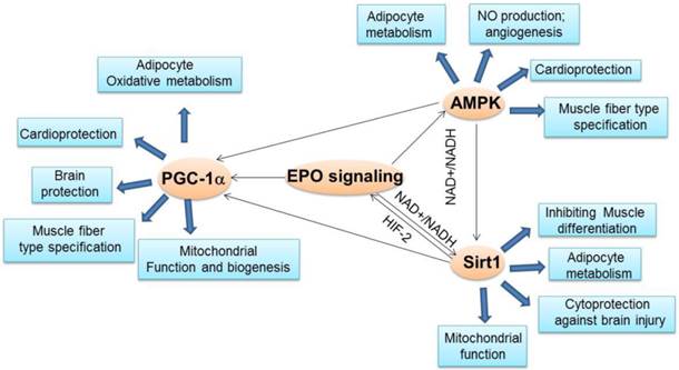 Int J Biol Sci Image