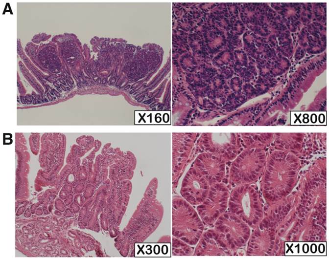 Int J Biol Sci Image