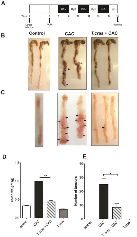 Int J Biol Sci Image