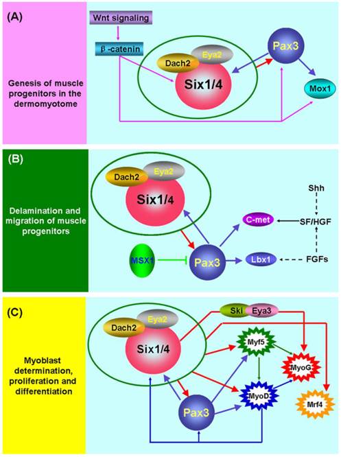 Int J Biol Sci Image