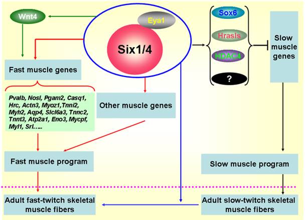 Int J Biol Sci Image