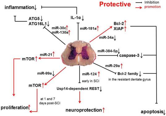 Int J Biol Sci Image