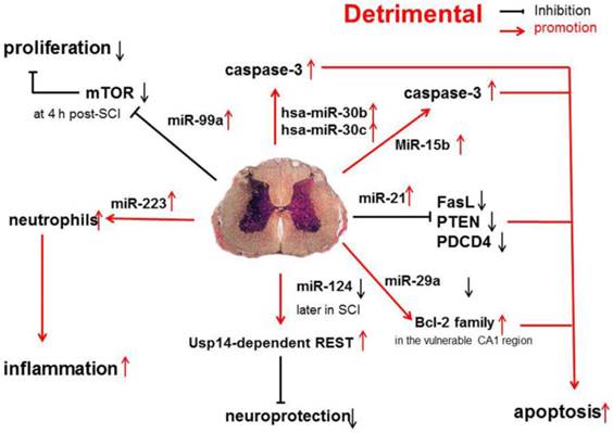 Int J Biol Sci Image