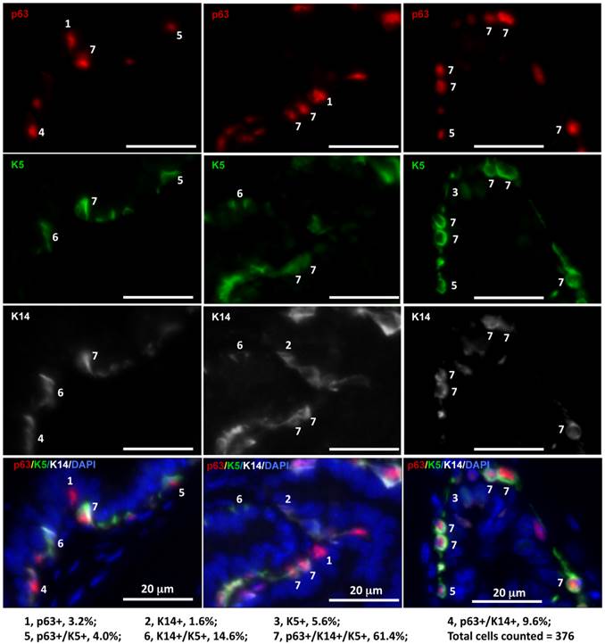 Int J Biol Sci Image